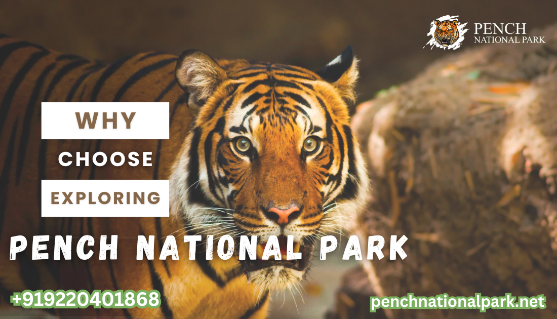Tiger sighting during jeep safari in Turia zone, Pench National Park